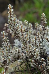 Closeup of little green heather on Kilimanjaro, heathlands on Machame Route, Tanzania