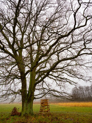 Jagdstuhl unter einem Baum