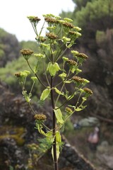Close up of tall plant of Ferula on Kilimanjaro, Tanzania