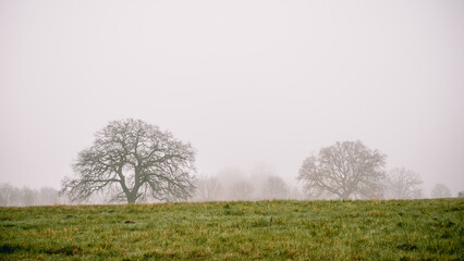 Baum im Frühnebel
