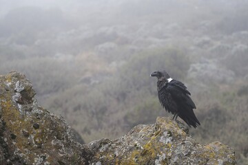 Fototapeta premium One Corvus albicollis (Large-billed raven) sitting on rock in fog on Shira Cave Camp, Kilimanjaro, Machame Route, Tanzania