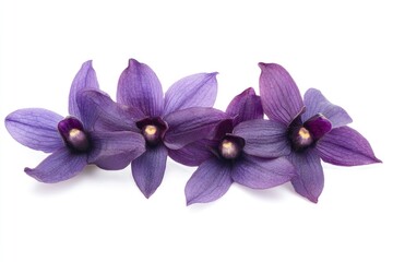 Obraz premium Purple orchid blossoms in a horizontal arrangement