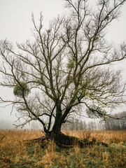 Baum mit Misteln am Morgen