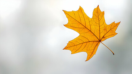 Fototapeta premium Single Isolated Autumn Maple Leaf