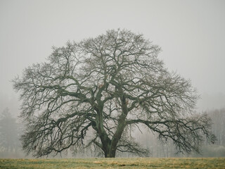 Einzel stehender Baum im Frühnebel, Mecklenburg-Vorpommern