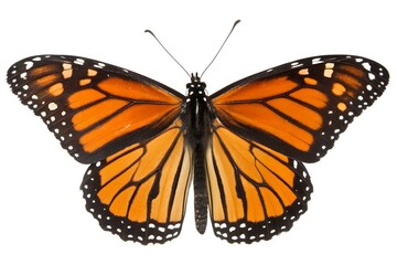 Obraz premium Monarch Butterfly
