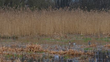 Zwei Graugänse im Schilf