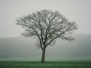 Einzel stehender Baum im Frühnebel, Mecklenburg-Vorpommern