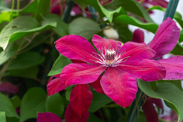 Blooming clematis Niobe in the garden. Shallow depth of field.