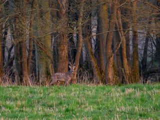 Rehbock (Capreolus capreolus)