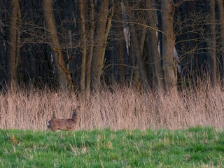 Rehbock (Capreolus capreolus)