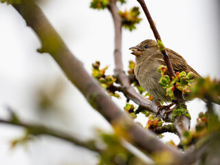 Haussperling (Passer domesticus)