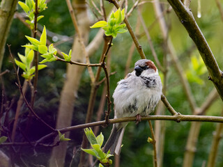 Haussperling (Passer domesticus) Männchen