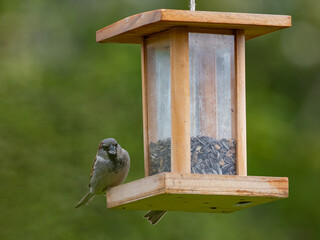 Haussperlinge (Passer domesticus) am Futterspender
