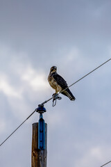 Swainson's hawk (Buteo swainsoni) perched on a wire