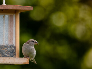 Haussperlinge (Passer domesticus) am Futterspender