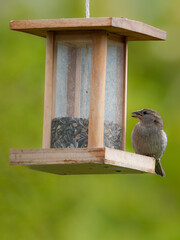 Haussperlinge (Passer domesticus) am Futterspender
