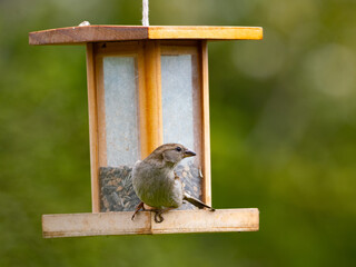 Haussperlinge (Passer domesticus) am Futterspender