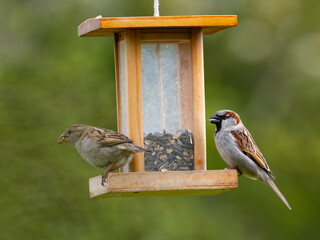 Haussperlinge (Passer domesticus) am Futterspender