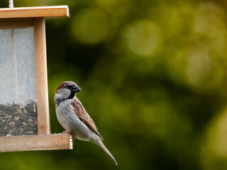 Haussperlinge (Passer domesticus) am Futterspender