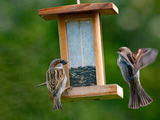 Haussperlinge (Passer domesticus) am Futterspender