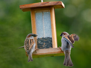 Haussperlinge (Passer domesticus) am Futterspender