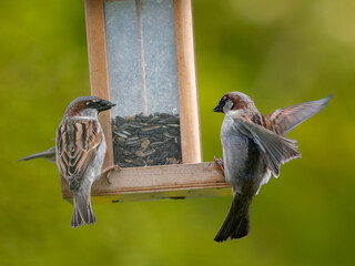 Haussperlinge (Passer domesticus) am Futterspender
