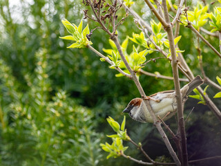Haussperling (Passer domesticus) Männchen