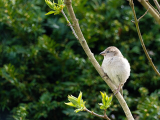 Haussperling (Passer domesticus) Jungvogel