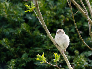 Haussperling (Passer domesticus) Jungvogel