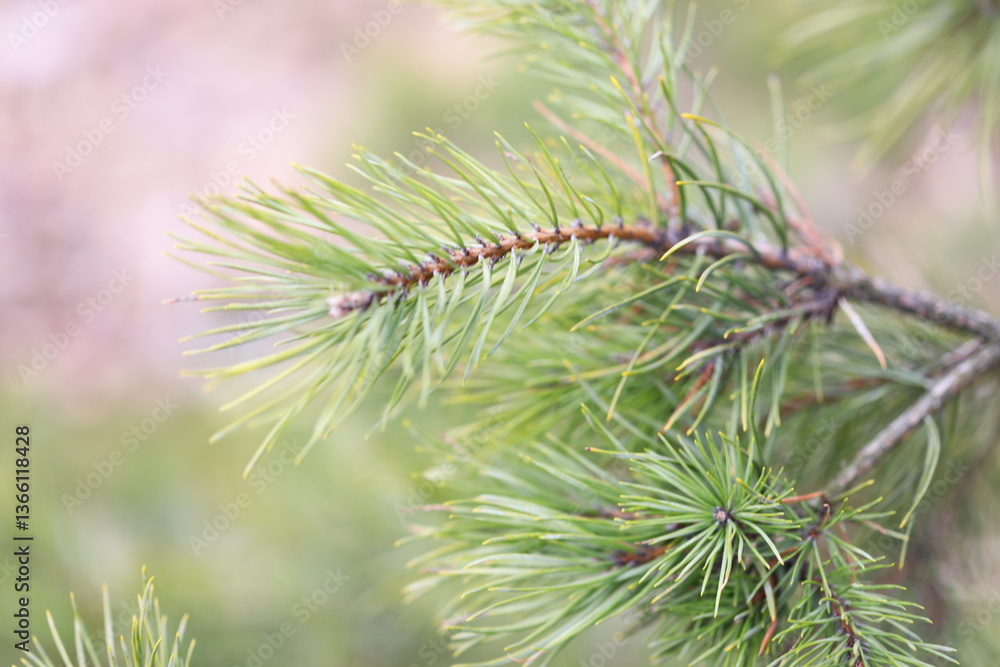 Poster A detailed view of a pine tree branch, highlighting the texture and structure.
