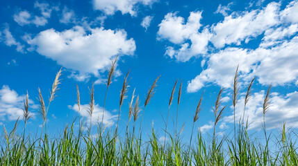 Blue Sky with White Fluffy Clouds Over Green Field Grass with Sunlight