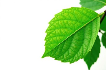 Fototapeta premium Green leaf with veins isolated on white background, foliage, green,