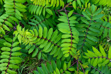 fern leaf background