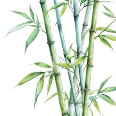 Obraz premium Elegant watercolor representation of green bamboo.