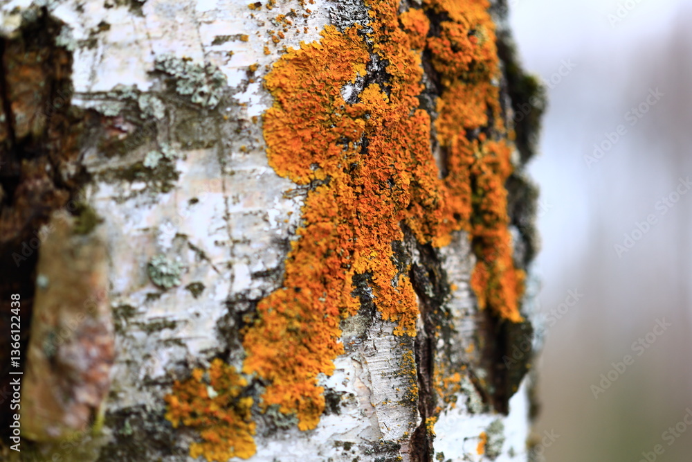 Poster close-up of a tree trunk covered in bright orange lichen, suitable for use in nature or environmenta