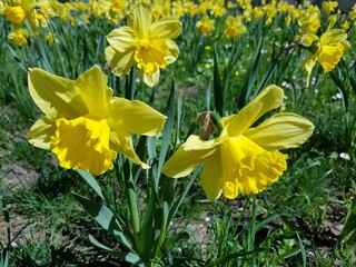 Blooming yellow daffodils in spring sunlight, Warsaw park. Bright and joyful spring scene with vivid green grass and flowers in full bloom.