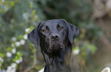 black labrador retriever