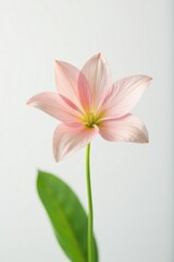Fototapeta premium Pure and elegant flower against a bright white background, serene, plant, botanical