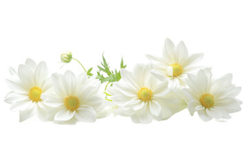 White daisies with vibrant yellow centers isolated on transparent background