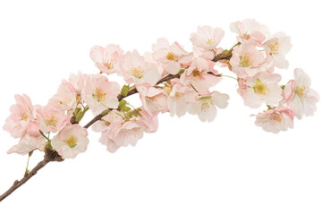 Fototapeta premium Soft pink cherry blossom branch with intricate Sakura flowers isolated on transparent background