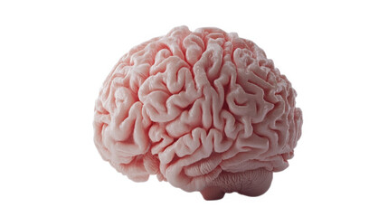human brain isolated on white