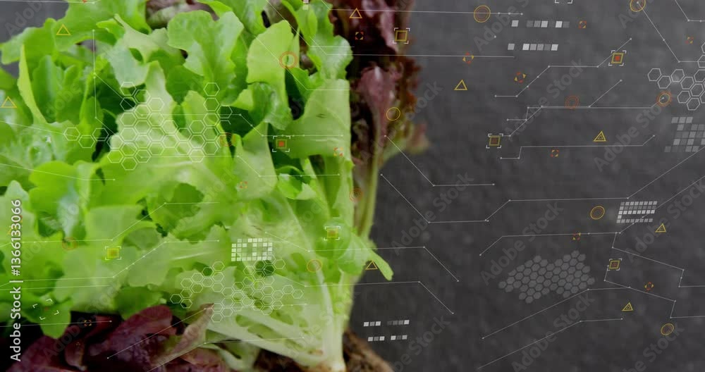 Poster digital data processing animation overlay on fresh lettuce leaves in garden