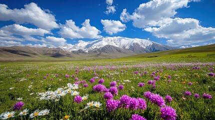 Obraz premium Beautiful Mountain Meadow Flowers in Springtime