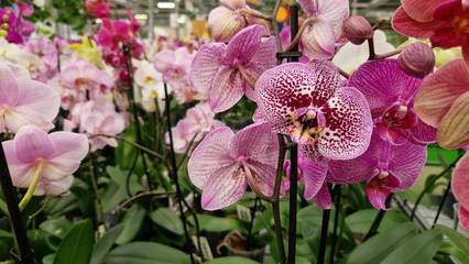 Several blooming orchids of different varieties and colors. Orchid flowers in the store close-up. Many different colors of orchids with selective focus. Sale of flowers in the shopping center. Flowers
