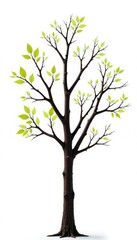 Obraz premium Branches in different stages of growth and decay on a pure white background, tree, branch, minimalist