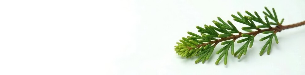 Single cedar branch with needle on white background, evergreen, greenery, nature