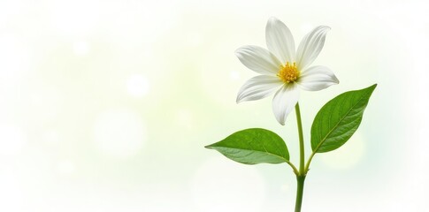 Single stem with leaves isolated on white background, greenery, garden, flower