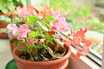 A begonia blooming in a pot on the windowsill. Floriculture and seedlings at home. Home eco interior. Flower breeding in the countryside and at home