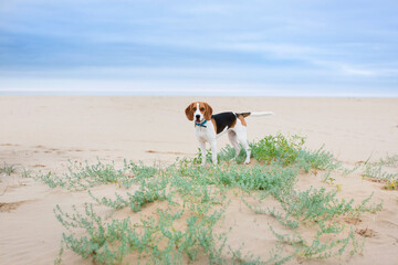 Hermoso perro blanco negro y marrón en la playa